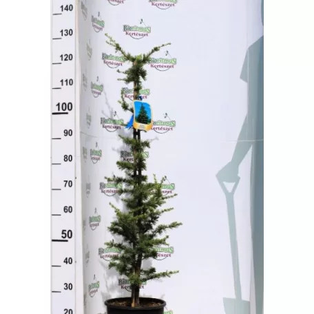 Atlasz cédrus Cedrus Atlantica CLT. 10