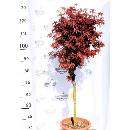 Oszlopos növekedésű japán juhar Acer palmatum Skeeter's Broom LV 12 MINI