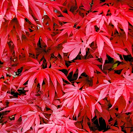 Oszlopos növekedésű japán juhar Acer palmatum Skeeter's Broom LV 12 MINI