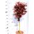 Oszlopos növekedésű japán juhar Acer palmatum Skeeter's Broom LV 12 MINI
