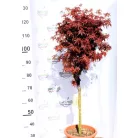 Oszlopos növekedésű japán juhar Acer palmatum Skeeter's Broom LV 12 MINI