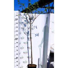 DIOSPYROS KAKI SHARON CLT. 12 MEZZO FUST