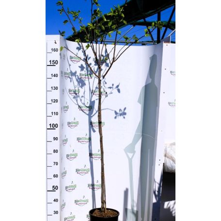 DIOSPYROS KAKI SHARON CLT. 12 MEZZO FUST