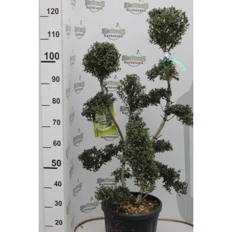 Csipkéslevelű magyal bonsai ILEX CRENATA KINME CLT. 18 80/100 BONSAI