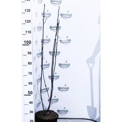 Bíborpiros virágú liliomfa MAGNOLIA GENIE (R) CLT. 10