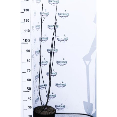 Bíborpiros virágú liliomfa MAGNOLIA GENIE (R) CLT. 10