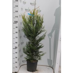   Sárga színű leyland ciprus CUPRESSOCYPARIS LEYLANDII CASTLEWELLAN GOLD CLT.10
