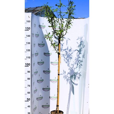 Tuono mandula PRUNUS DULC. MANDORLO TUONO CLT.6 HALF ST