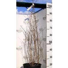 Gránátalmafa (termő) Punica granatum Fina Tendral CLT. 3