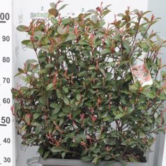   Korallberkenye kazettás Photinia x fraseri 'Carré Rouge' kazettás  LVC 50