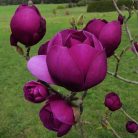 Sötét bordó virágú liliomfa MAGNOLIA BLACK TULIP (R) CLT. 18