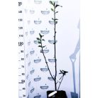 Sötét bordó virágú liliomfa MAGNOLIA BLACK TULIP (R) CLT. 18