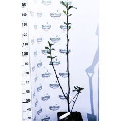   Sötét bordó virágú liliomfa MAGNOLIA BLACK TULIP (R) CLT. 18