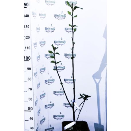 Sötét bordó virágú liliomfa MAGNOLIA BLACK TULIP (R) CLT. 18