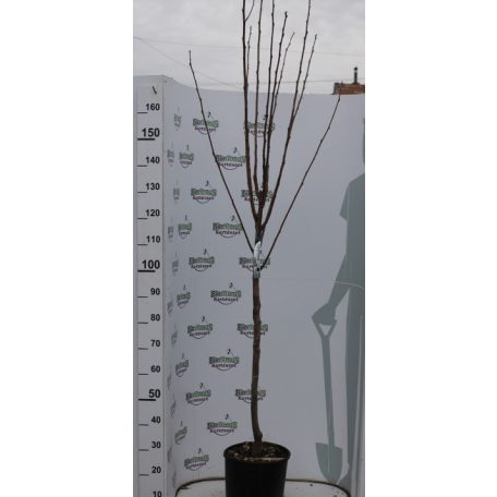 Datolyaszilva Rojo Brillante Diospyros kaki LV 12 HALF STANDARD