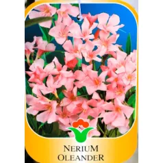 Leander Nerium oleander VAR CLT. 3