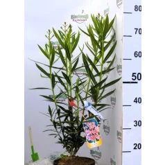Leander Nerium oleander VAR CLT. 3