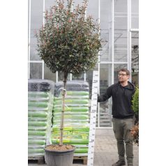   Korallberkenye Photinia x fraseri Carre Rouge CLT.70 12/14 HALF ST