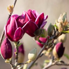 Bíborpiros virágú liliomfa MAGNOLIA GENIE (R) CLT. 5