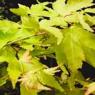 Sárga levelű törpe japán juhar Acer palmataum Aureum LV 12 MINI ALBERETT