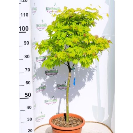Sárga levelű törpe japán juhar Acer palmataum Aureum LV 12 MINI ALBERETT