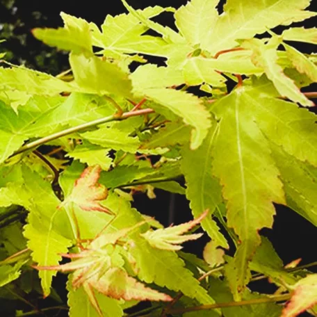 Sárga levelű törpe japán juhar Acer palmataum Aureum LV 12 MINI ALBERETT