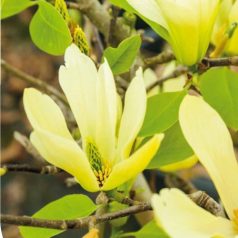 Sárga virágú liliomfa MAGNOLIA YELLOW LANTERN CLT. 18
