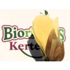 Sárga virágú liliomfa MAGNOLIA YELLOW LANTERN CLT. 18