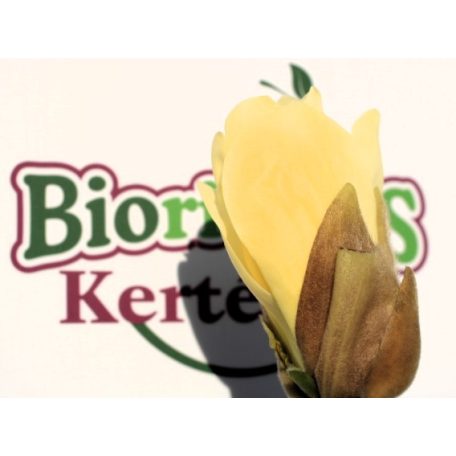 Sárga virágú liliomfa MAGNOLIA YELLOW LANTERN CLT. 18