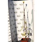 Sárga virágú liliomfa MAGNOLIA YELLOW LANTERN CLT. 18