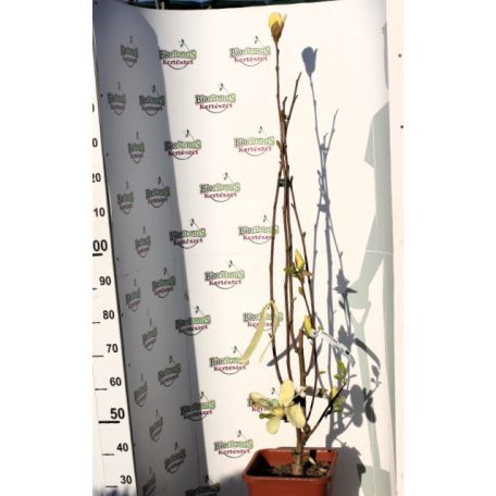 Sárga virágú liliomfa MAGNOLIA YELLOW LANTERN CLT. 18