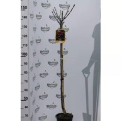   Black Star cseresznye Prunus Avium Black Star Clt.10. Half Sta