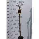 Black Star cseresznye Prunus Avium Black Star Clt.10. Half Sta