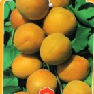 Portici kajszibarack Prunus armeniaca Portici Clt.15