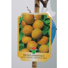 Portici kajszibarack Prunus armeniaca Portici Clt.15