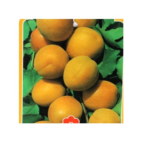 Portici kajszibarack Prunus armeniaca Portici Clt.15