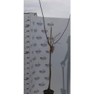 Portici kajszibarack Prunus armeniaca Portici Clt.15