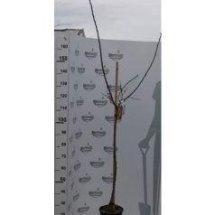 Portici kajszibarack Prunus armeniaca Portici Clt.15