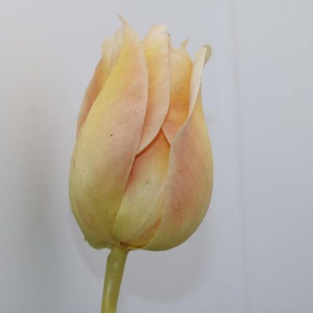 Tulipán Abhika 83cm sárga