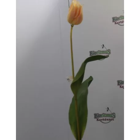 Tulipán Abhika 83cm sárga