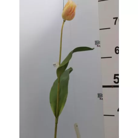 Tulipán Abhika 83cm sárga
