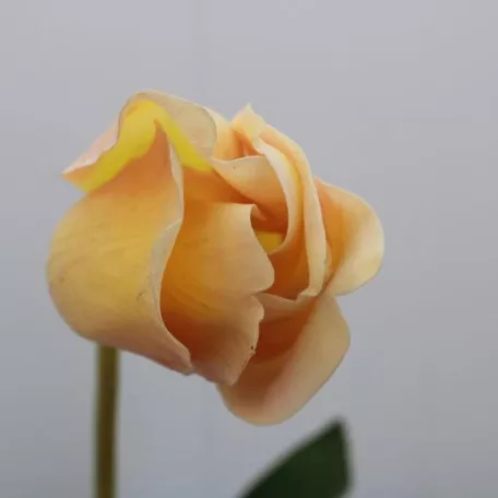 Tulipán Abhika 83cm sárga