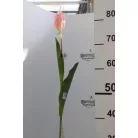 Tulipán Abhika 83cm rózsaszín