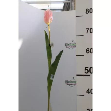 Tulipán Abhika 83cm rózsaszín