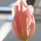 Tulipán Abhika 83cm rózsaszín