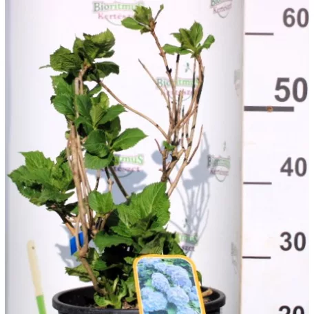 Kerti hortenzia Hydrangea macrophylla Ble CLT. 10