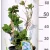 Kerti hortenzia Hydrangea macrophylla Ble CLT. 10