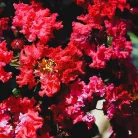 Kínai selyemmirtusz LAGERSTROEMIA INDICA ROSSO CLT. 3