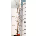 Kínai selyemmirtusz LAGERSTROEMIA INDICA ROSSO CLT. 3