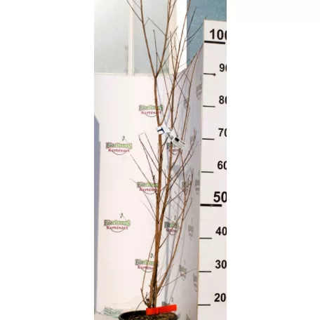Kínai selyemmirtusz LAGERSTROEMIA INDICA ROSSO CLT. 3